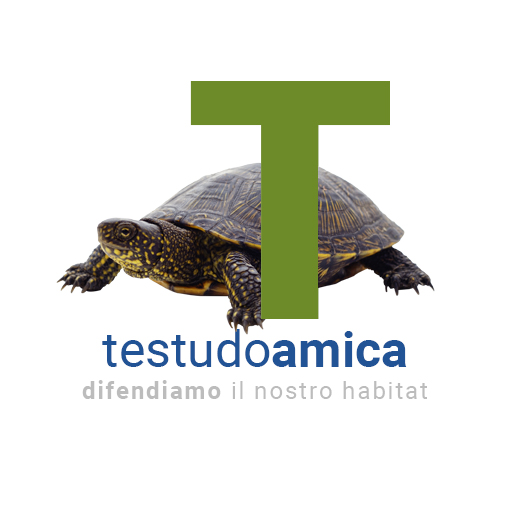 Testudoamica