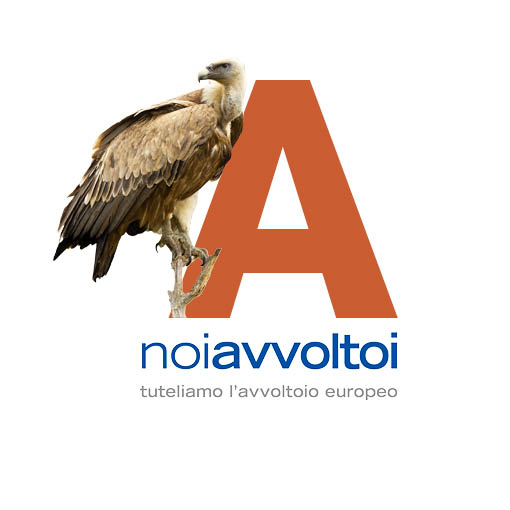 Noiavvoltoi