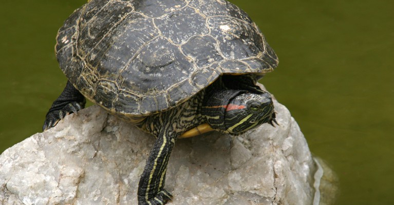 Trachemys