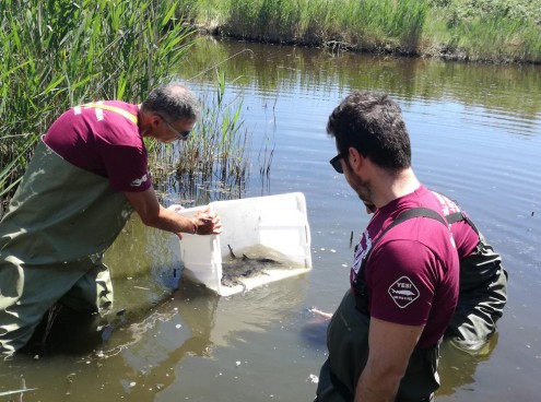 Duecento storioni reintrodotti in natura