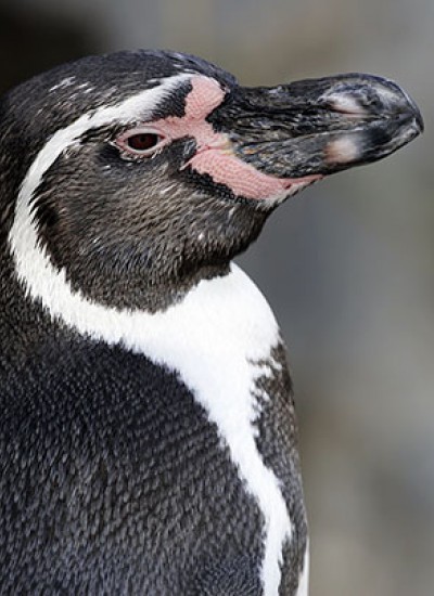Pinguiniamo