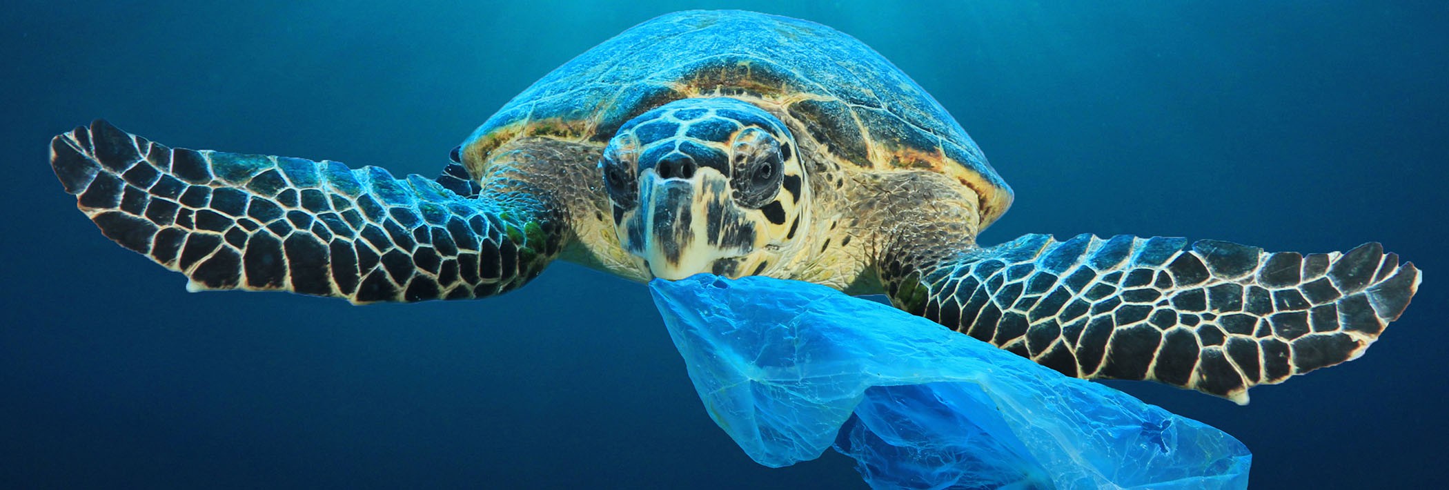Plastifiniamola