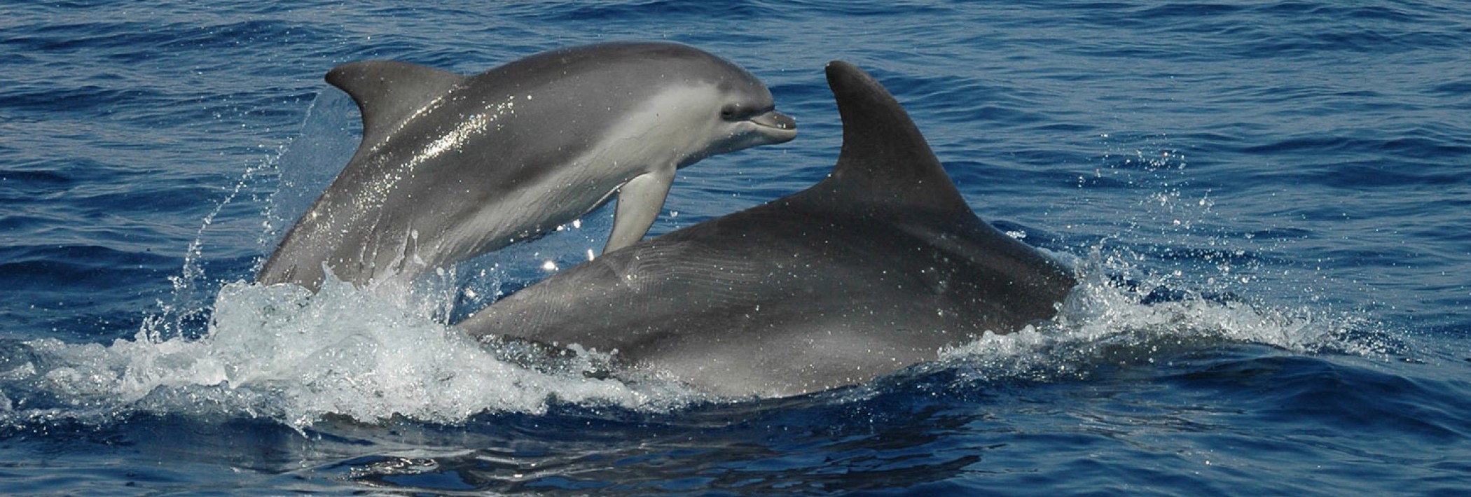 Delfiniamo